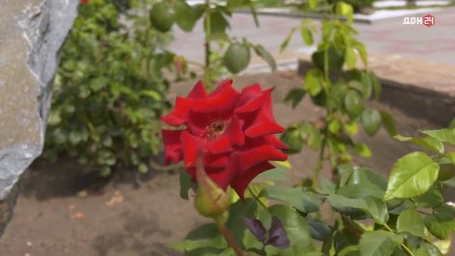 Точка на карте 06.10.2017 Семикаракорск смотреть онлайн