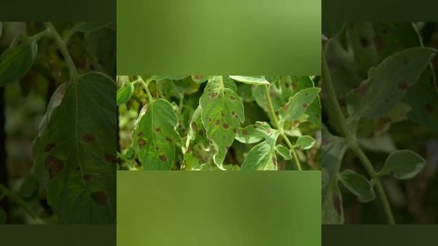 Болезни томатов: серая и белая гниль, фомоз, септориоз, кладоспориоз, наст. и ложная мучнистая роса