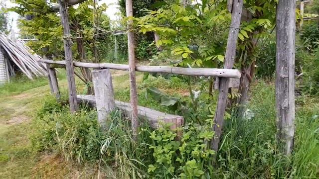 Glicina o liana superba смотреть онлайн