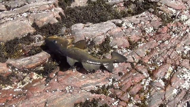 Часть 3 Рыбалка на Белом море 2019г. смотреть онлайн