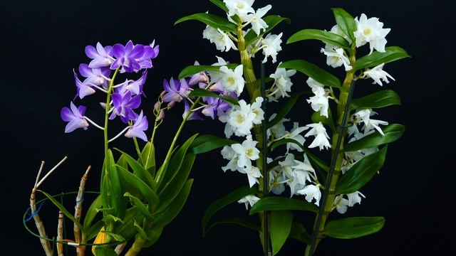 How To Care For Dendrobium Orchids - Phalaenopsis Type & Nobile | Orchid Care For Beginners
