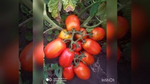 томат Пьетра Росса. фирма Clause.