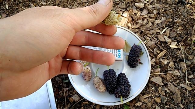 Шелковица Луганочка и сравнение с Шелли 150 и Шанс