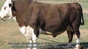 Казахская белоголовая порода коров (характеристика)