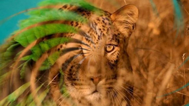 ✔️ Животные дикой природы .✔️Музыкальная открытка.✔️ смотреть онлайн