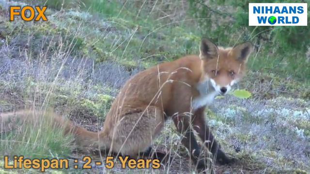 Animals for Kids | Learn Animals Names, Sounds & Lifespan | Animals for Kids | Children & Toddlers смотреть онлайн