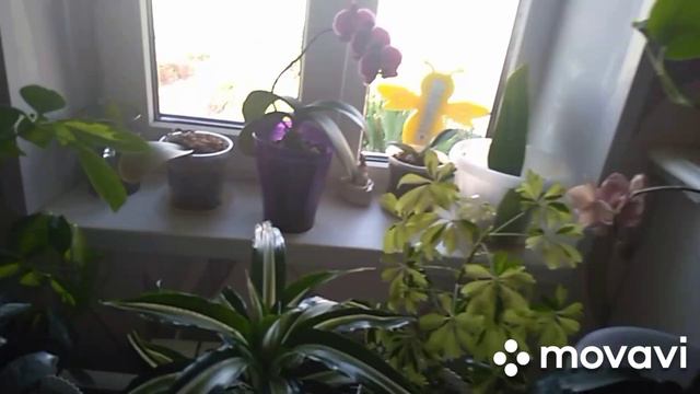 Начинаются заготовки.Лилии.Жара.Обрезала плющ.Жарю рыбу.Зеленка в прудик.Наш Макс.7 июля пекло. смотреть онлайн