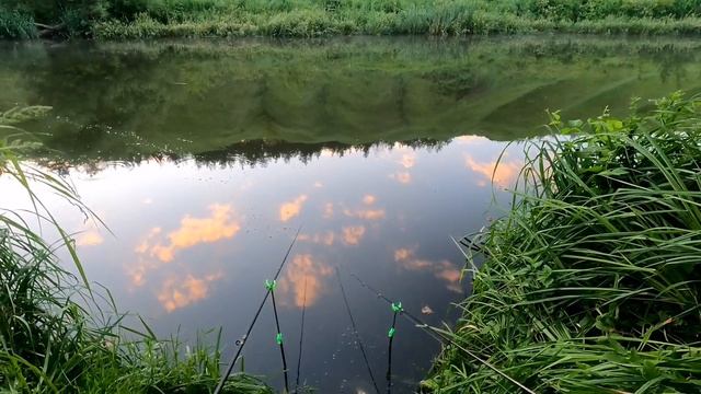 Утро на реке Кшень, ловля мирной рыбы на фидер... смотреть онлайн