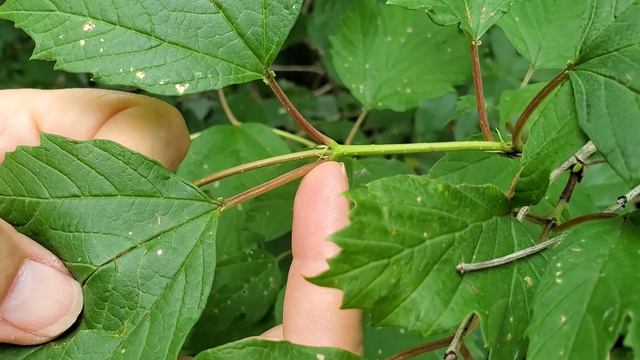 Viburnum trilobum - American high-bush cranberry смотреть онлайн