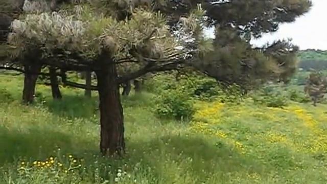 Сосны и жёлтые цветы смотреть онлайн