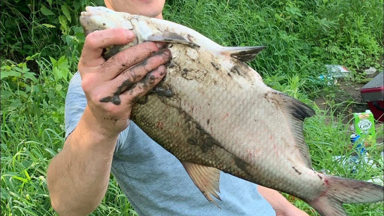 Наловил ЛЕЩА на ОКЕ / мощные поклёвки ЛЕЩА рыбалка на фидер в ИЮЛЕ смотреть онлайн