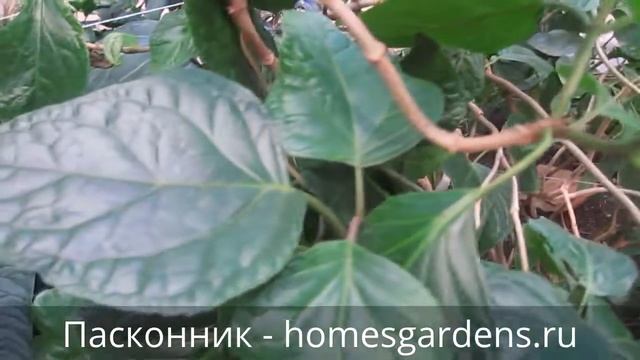 Как выглядит посконник? смотреть онлайн