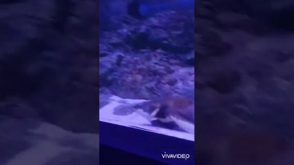 Vialand İstanbul tema Park, Vialand 'ta Jungle park İstanbul'u geziyoruz. eğlenceli çocuk video