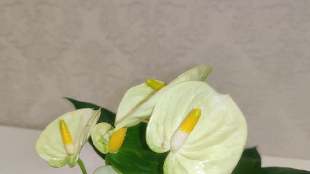 #ЦветыВместе #Anthurium #Vanilla Цветы Вместе (Full HD 1080p60 FPS) смотреть онлайн
