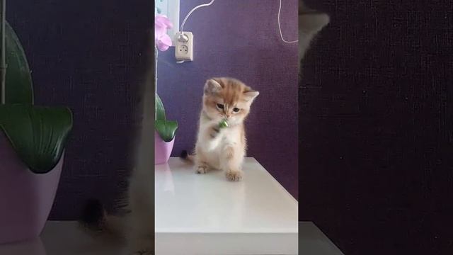 Британский малыш золотистая шиншилла, питомник Стивеншир смотреть онлайн