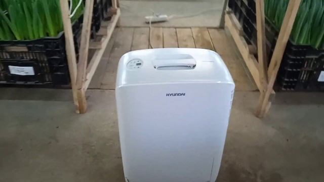 Как побороть влажность? при выгонке тюльпан! ОСУШИТЕЛЬ. смотреть онлайн