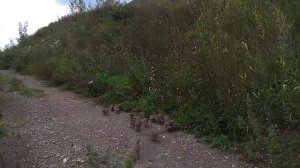 КУРОПАТКИ стая куропаток или ПОЙМАТЬ БЕГУЩУЮ КУРОПАТКУ #куропатки