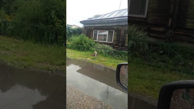 Морской котик на берегу моря