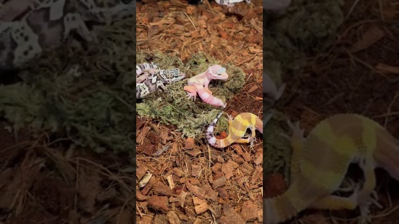 Эублефар пятнистый смотреть онлайн