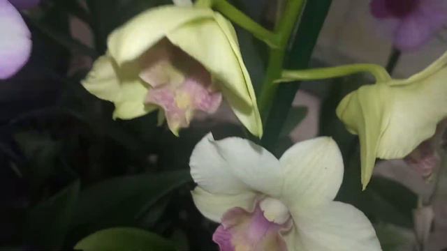 Замечательный завоз разных орхидей и не только. СЦ " Садовод" смотреть онлайн