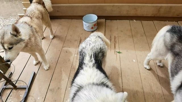 Искусство Саморазвития