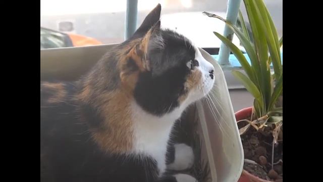 The Miu - Intro - Sweetest cat in the world! смотреть онлайн