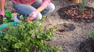 САМШИТ. Как правильно посадить самшит