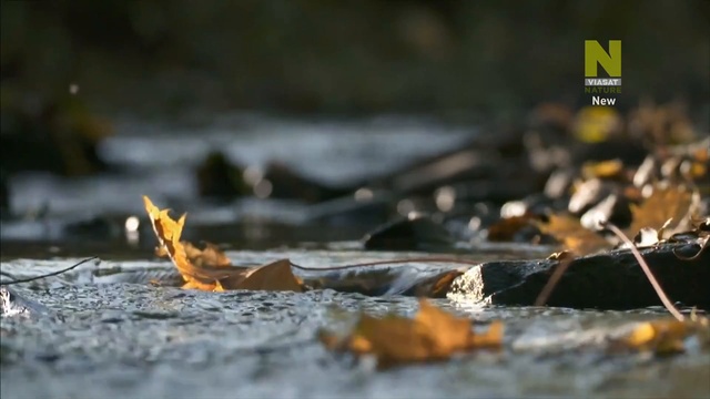 дико 1 смотреть онлайн