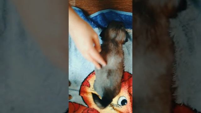 Пекинес. Щенки. 1 месяц смотреть онлайн