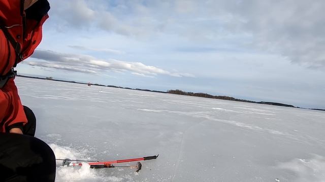 РЫБАК НЕ ОЖИДАЛ ТАКОГО! МОЩНЫЙ КЛЕВ на мормышки! Зимняя рыбалка, Карелия, Онего. Апрель 2023. смотреть онлайн