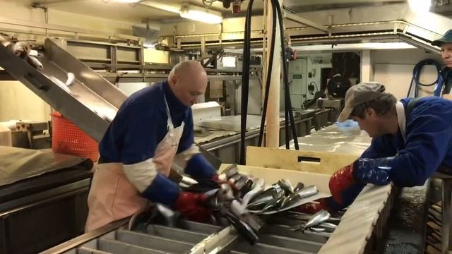 11 сентября 2021 г. Высадка десанта рыб.инспекции для проверки правил и разрешения для рыболовства. смотреть онлайн