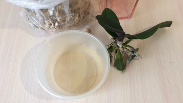 Пересадка фаленопсиса Синголо в комок из мха. смотреть онлайн