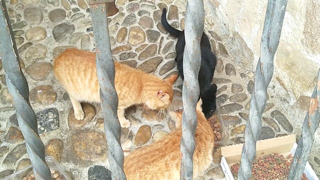 Нашли бездомных котов, накормили. Но им нужна медицинская помощь смотреть онлайн