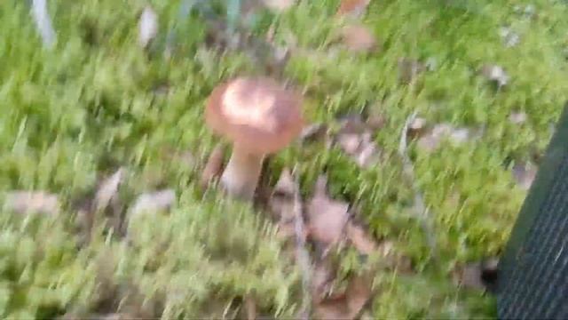 Поход в грибы и ягоды ✓8, витебская область, Беларусь, 3 августа 2020 год смотреть онлайн