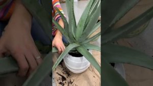 Как пересадить большое алое
