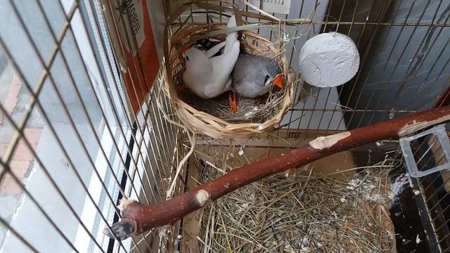 Строительство гнезда Зебровыми Амадинами смотреть онлайн