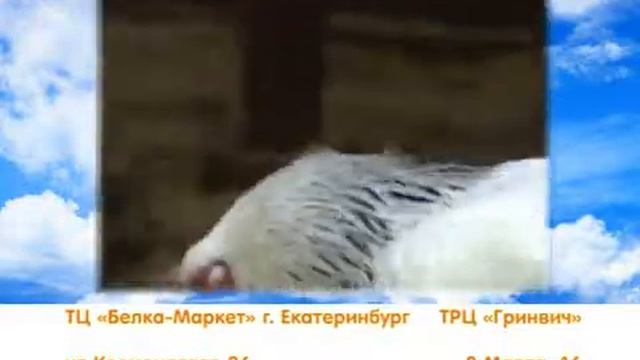 Зоопарк ТРЦ "Гринвич" смотреть онлайн