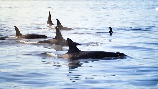 Orca Spirit Guide - Ask the Spirit Guides Oracle, Totem Animal, Power Animal, Magical Crafting смотреть онлайн