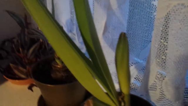 4) Amaryllis Update: Flower Shoot! смотреть онлайн