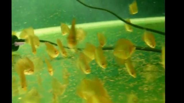 IvKo-Discus.Vrn Малёк от пары Red Turquoise & Gialant Flora/Heckel cross смотреть онлайн