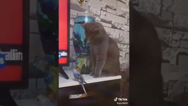 смешные видео с тиктока 8 часть