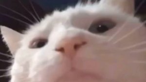 Кот качает головой под музыку. (мем)