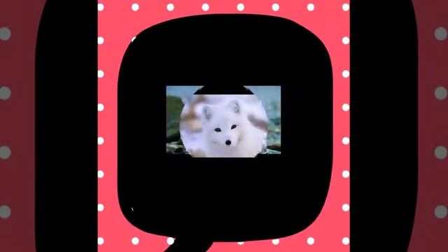 Самые клёвые фотки на Северном полюсе смотреть онлайн