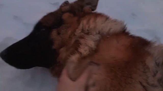 Провожаем розовый закат вместе с собаками смотреть онлайн