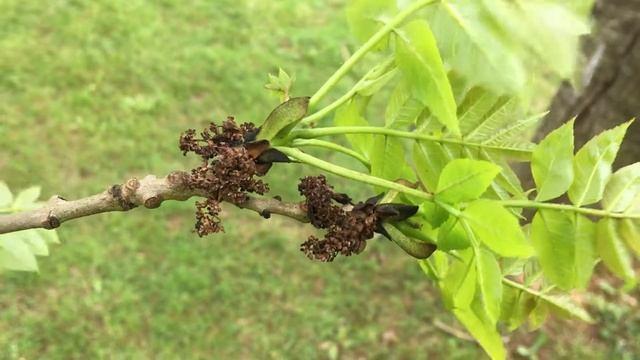 Common ash (Fraxinus excelsior) - buds & leaves - May 2018 смотреть онлайн