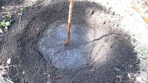 Персики в Поволжье. Посадка и выращивание персика