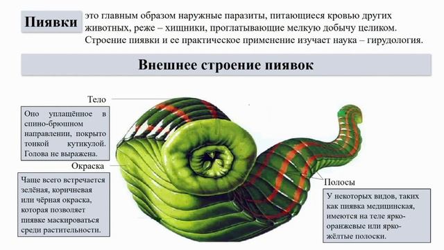 Тип Кольчатые черви. Тема 10. Многощетинковые черви. Пиявки смотреть онлайн