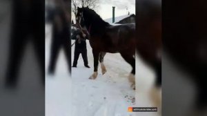 цыганские лошади г КОСТРОМА султан 2.5 года продажа