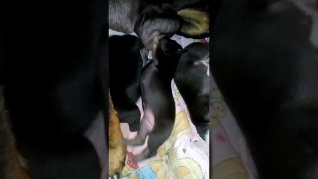 Американский пит-буль терьер смотреть онлайн