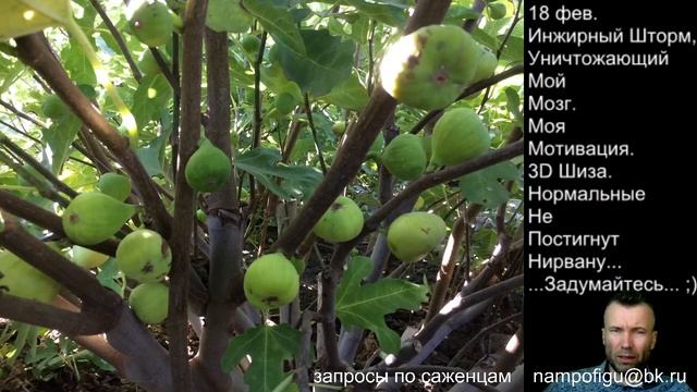 Саженцы инжира. Адрес для запросов. Стримы: посадка, обрезка, укрытие инжира, полив, удобрение. смотреть онлайн
